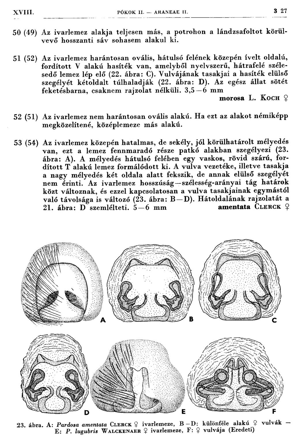 XVIII. PÓKOK II. ARANEAE II. 3 27 50 (49) Az ivarlem ez alak ja teljesen m ás, a potrohon a lán d zsafo lto t k ö rü l vevő hosszanti sáv sohasem alakul ki.