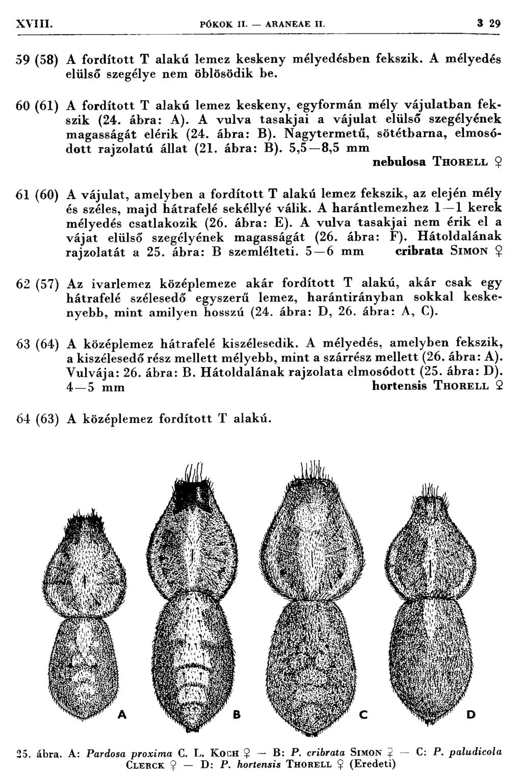 XVIII. PÖ K O K II. ARANEA E II. 3 29 59 (58) A fo rd íto tt T alak ú lem ez keskeny m élyedésben fekszik. A m élyedés elülső szegélye nem öblösödik be.