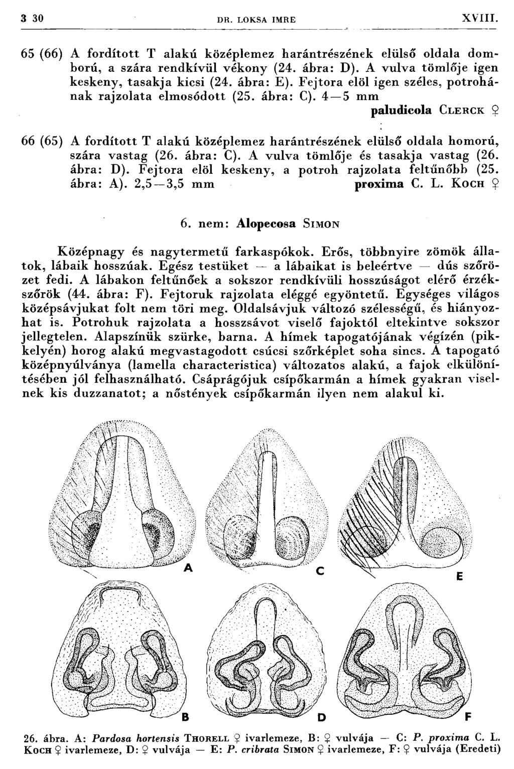 3 30 DR. LOKSA IMRE X V III. 65 (66) A fo rd íto tt T alakú középlem ez h arántrészének elülső oldala dom ború, a szára rendkívül vékony (24. ábra: D).