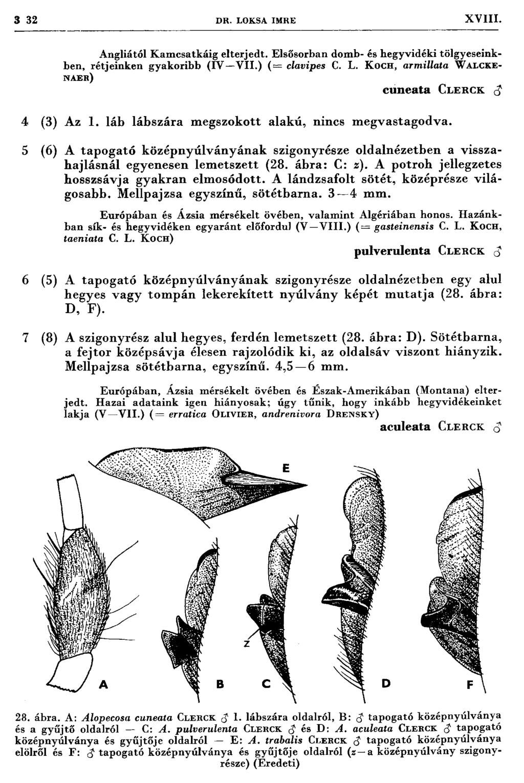 3 32 D R. LOKSA IM RE XVIII. Angliától K am csatkáig elterjedt. Elsősorban domb- és hegyvidéki tölgyeseinkben, rétjeinken gyakoribb (IV V II.) ( = clavipes C. L. K och, arm illata W a lcken a er) c u n e a ta Clerck c?