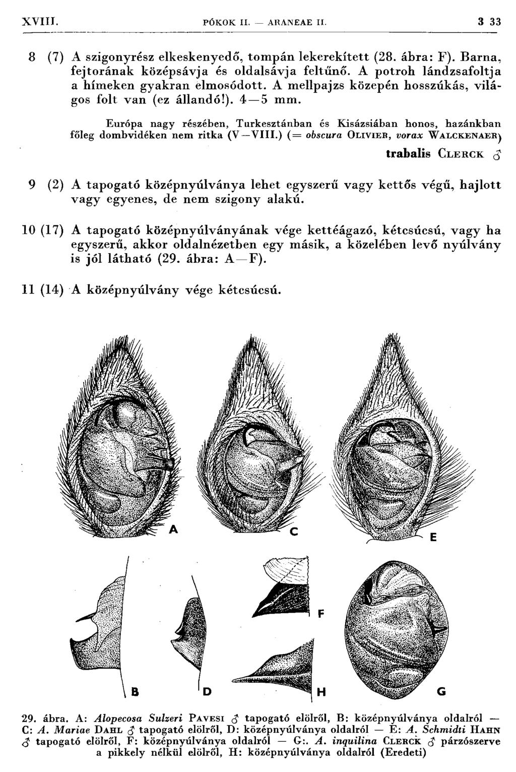 XYIII. PÓ K O K II. AHANEAE II. 3 33 8 (7) A szigonyrész elkeskenyedő, tom pán lekerekített (28. ábra: F). B arna, fejtorának középsávja és oldalsávja feltűnő.