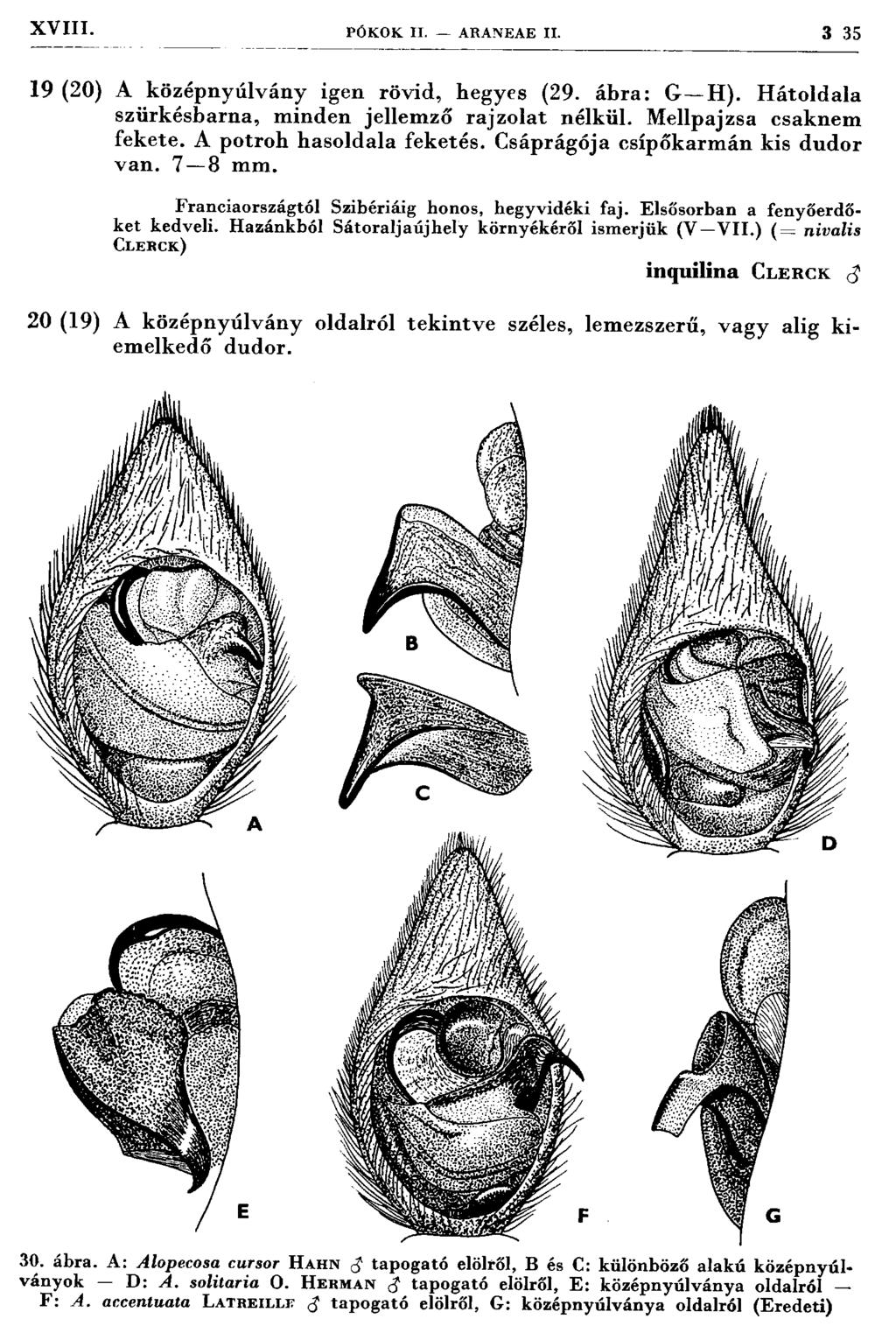 XVIII. PÓKOK II. ARANEAE II. 3 35 19 (20) A középnyúlvány igen rövid, hegyes (29. áb ra: G H). H áto ld ala szürkésbarna, m inden jellem ző rajzolat nélkül. Mellpajzsa csaknem fekete.