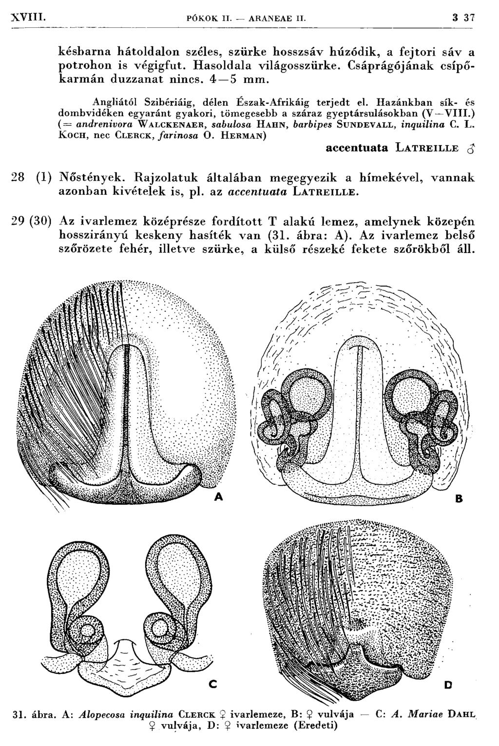 XVIII. PÓKOK II. ARANEAE II. 3 3 7 késbarna hátoldalon széles, szürke hosszsáv húzódik, a fejtori sáv a potrohon is végigfut. H asoldala világosszürke. C sáprágójának csípőkarm án duzzanat nincs.