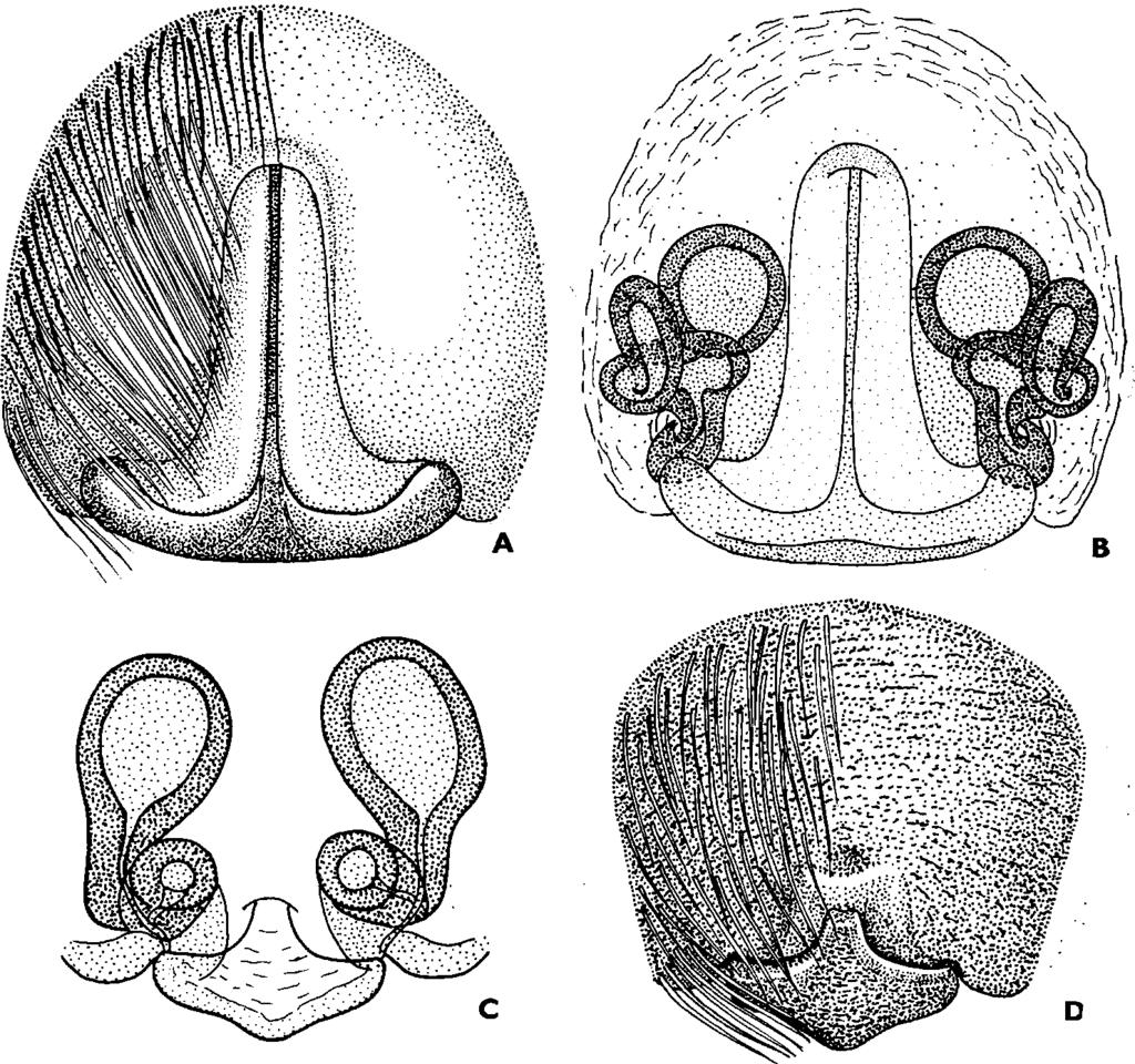 ) ( = andrenivora W a lcken a e r, sabulosa H a h n, barbipes Su n d ev a ll, inquilina C. L. K och, nec Clerck, farinosa O. H erm án) a ccen tu ata L a t b e i l l e o 28 (1) N őstények.
