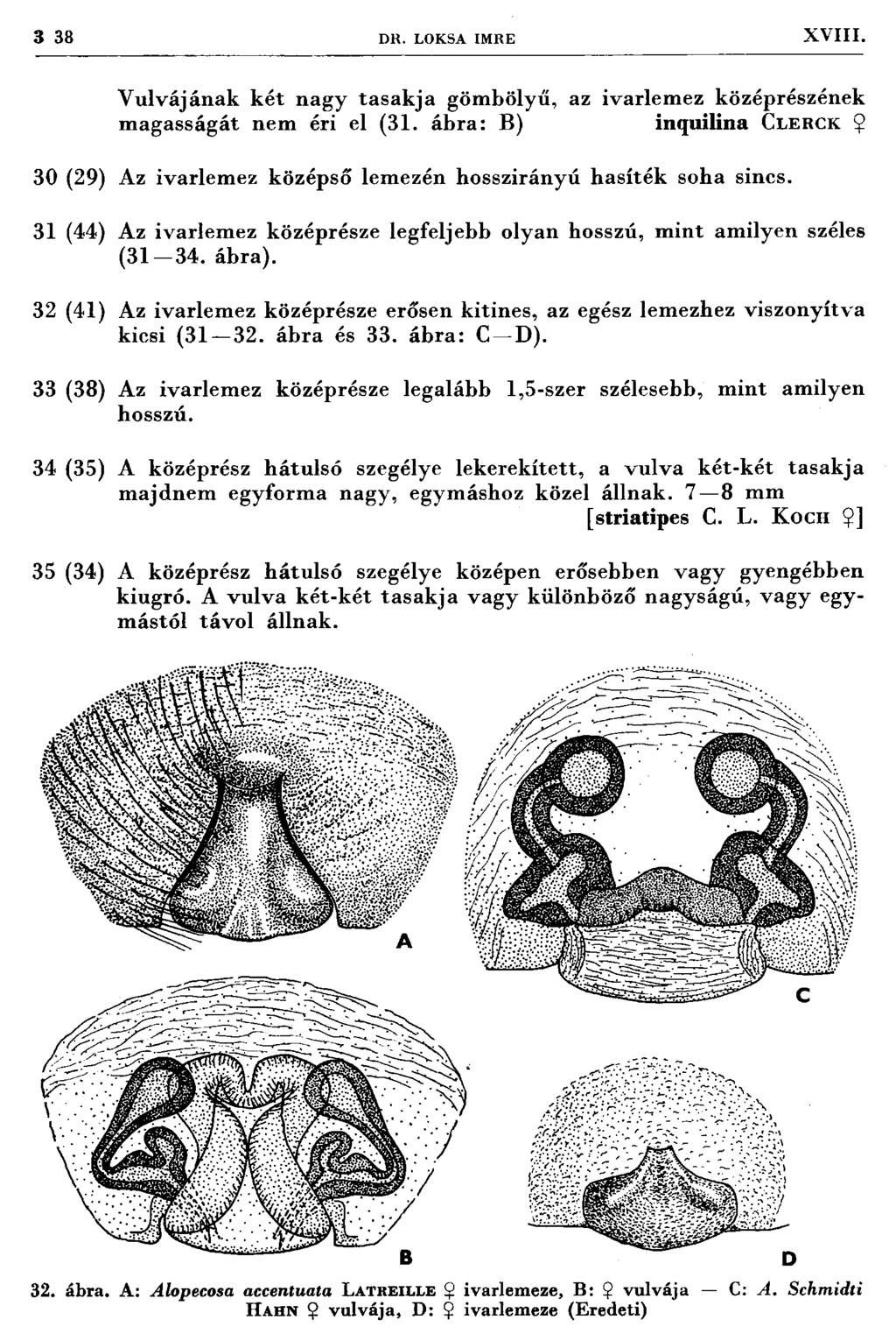 3 38 D R. LOKSA IM RE XVIII. V ulvájának k ét nagy tasak ja gömbölyű, az ivarlem ez középrészének m agasságát nem éri el (31.