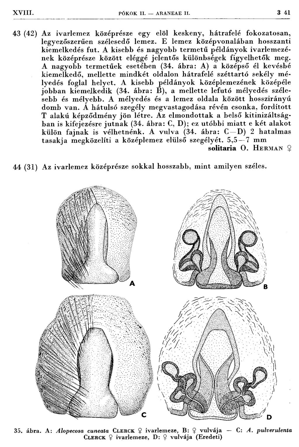 XVIII. PÓKOK II. ARANEA E II. 3 41 43 (42) Az ivarlem ez középrésze egy elöl keskeny, hátrafelé fokozatosan, legyezőszerűen szélesedő lemez. E lemez középvonalában hosszanti kiem elkedés fu t.