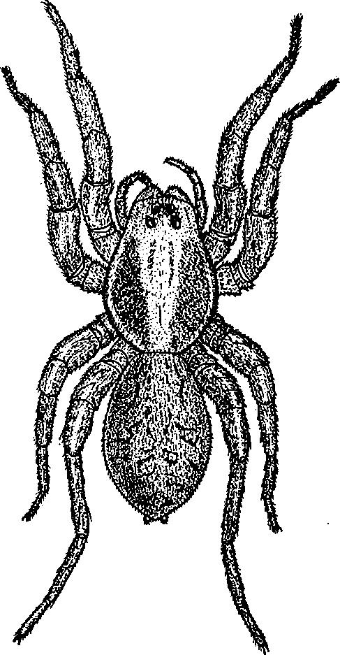 3 44 D R. LOKSA IM RE XVIII. m int aszim m etria is felléphet. A hím ek 1. és 2. láb án a k m ásodvégízén re n d szerint 5, a nőstényekén 4 tüske van.