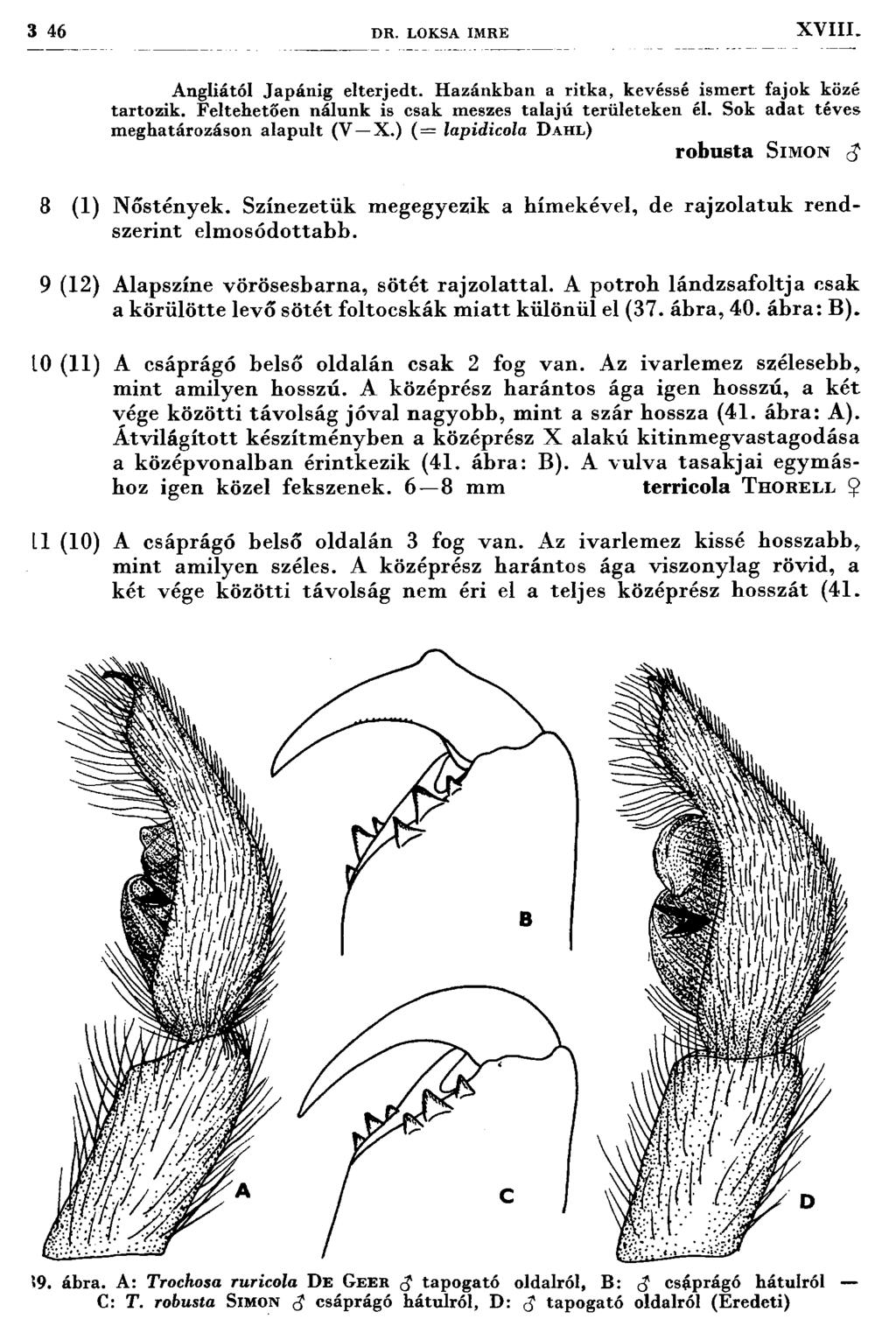 3 46 DR. LOKSA IMRE X V III. Angliától Japánig elterjedt. H azánkban a ritka, kevéssé ism ert fajok közé tartozik. Feltehetően nálunk is csak m eszes talajú területeken él.