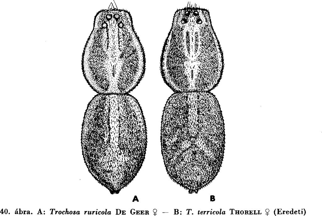 XVIII. PÓKOK II. ARANEAE II. 3 47 ábra: C). Á tvilágított készítm ényben a középrész X alakú megvastagodása a középvonalban nem érintkezik egym ással.