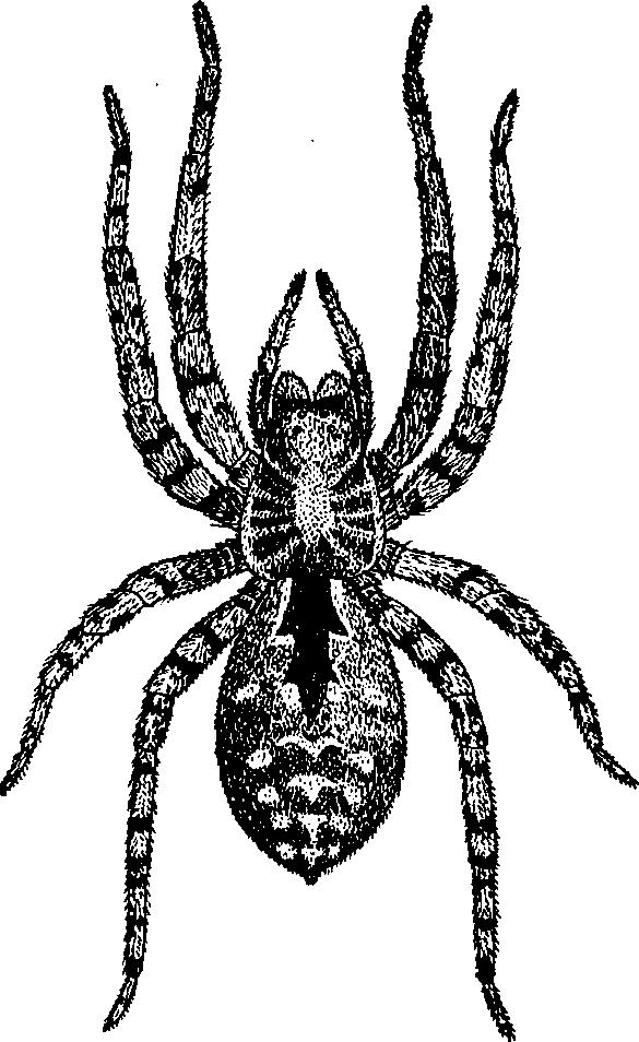 3 50 D R. LOKSA IM RE XVIII. közelítőleg olyan széles, m in t am ilyen hosszú (46. á b ra: A). A középrész elülső szegélye, oldala és hátulsó szegélye egyaránt ívelt.