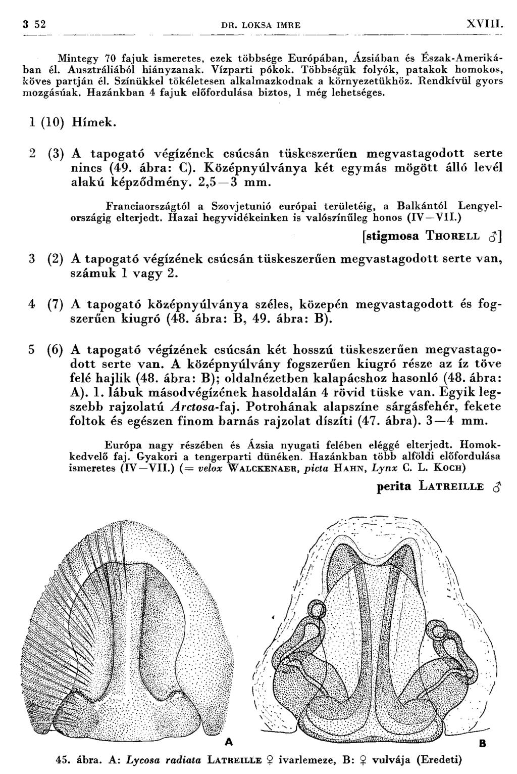 3 52 D R. LOKSA IM RE X V III. M integy 70 fajuk ism eretes, ezek többsége Európában, Á zsiában és Észak-Amerikában él. Ausztráliából hiányzanak. Vízparti pókok.