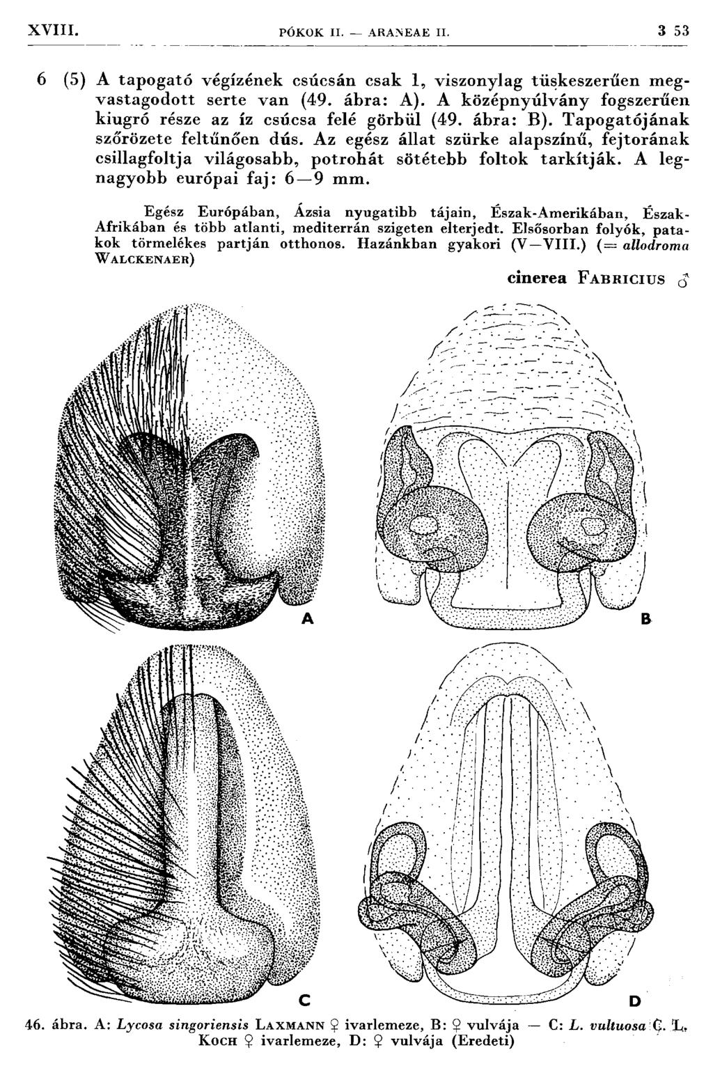 XVIII. PÓKOK II. ARANEAE II. 3 53 6 (5) A tap o g ató végízének csúcsán csak 1, viszonylag tüskeszerűen m egvastagodott serte van (49. ábra: A).