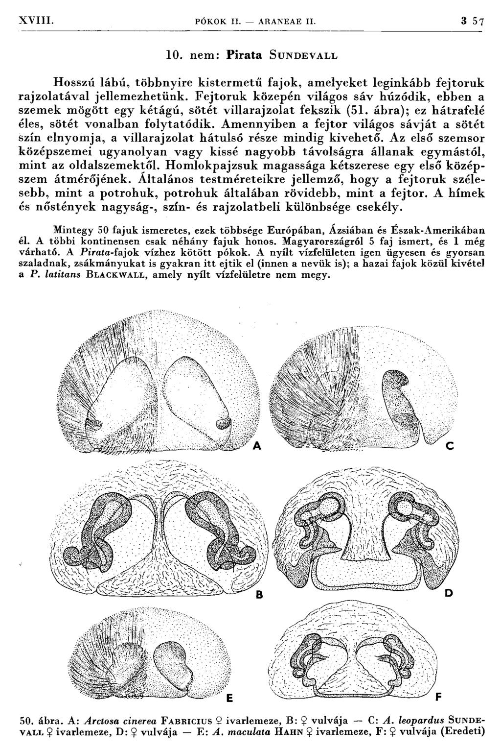 XVIII. PÓKOK II. ARANEAE II. 3 5 7 10. nem: Pirata S undevall H osszú lábú, többnyire kisterm etű fajok, am elyeket leginkább fejtoruk rajzolatával jellem ezhetünk.