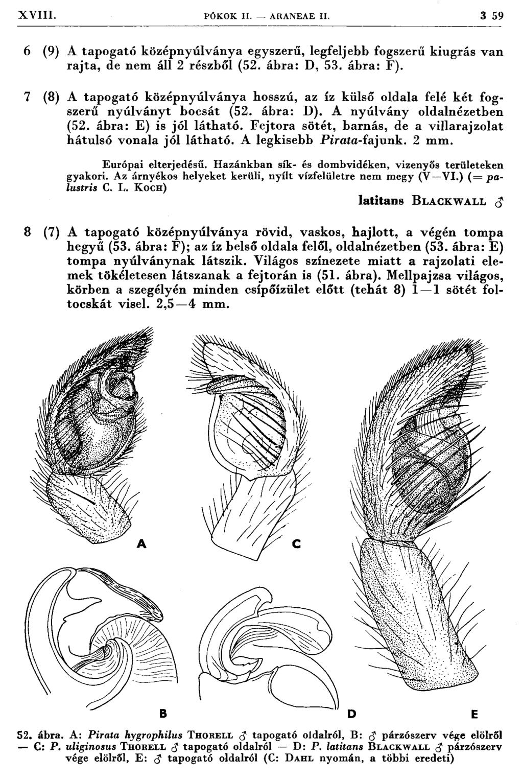 XVIII. PÓ K O K II. ARANEA E II. 3 59 6 (9) A tap o g ató középnyúlványa egyszerű, legfeljebb fogszerű kiugrás v an rajta, de nem áll 2 részből (52. ábra: D, 53. ábra: F).