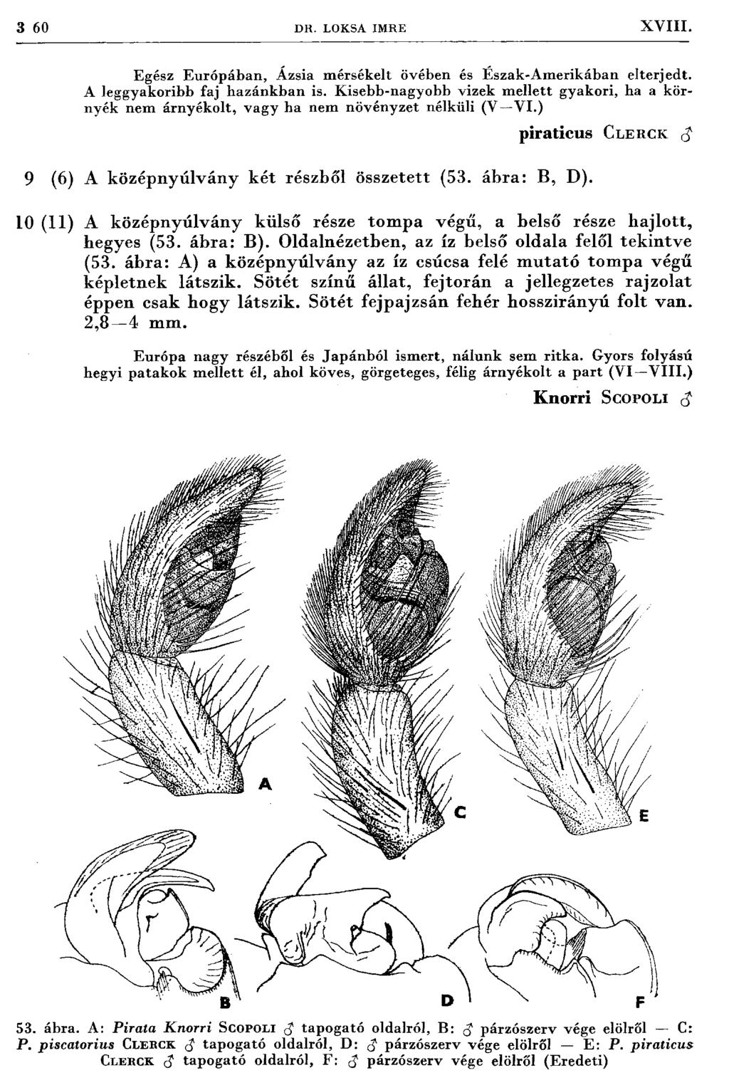3 60 D R. LOKSA IM RE XVIII. Egész Európában, Ázsia m érsékelt övében és Észak-A m erikában elterjedt. A leggyakoribb faj hazánkban is.
