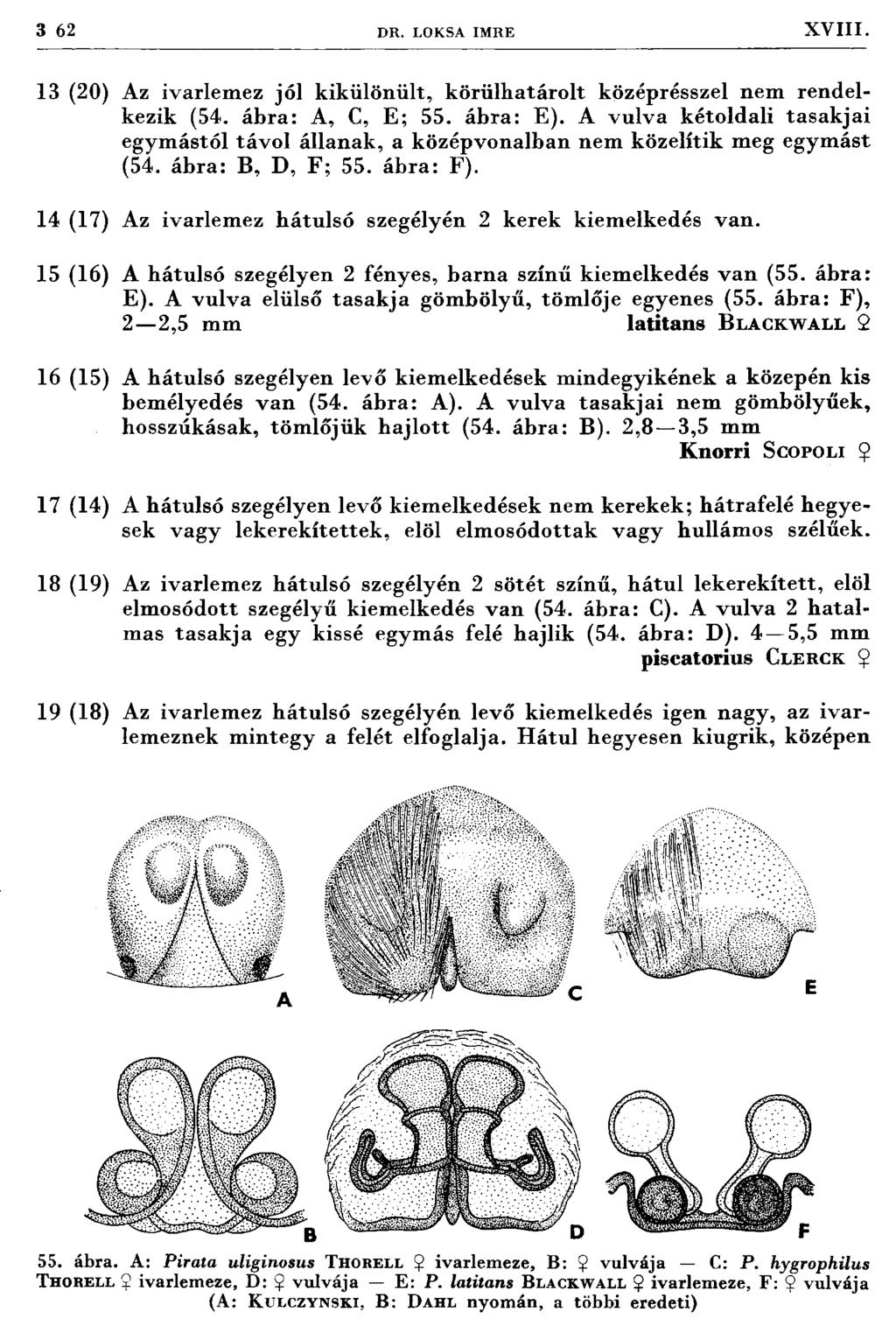 3 62 D R. LOKSA IM RE XVIII. 13 (20) Az ivarlem ez jól kik ü lö n ü lt, k ö rü lh atá ro lt középrésszel nem rendelkezik (54. ábra: A, C, E; 55. ábra: E).