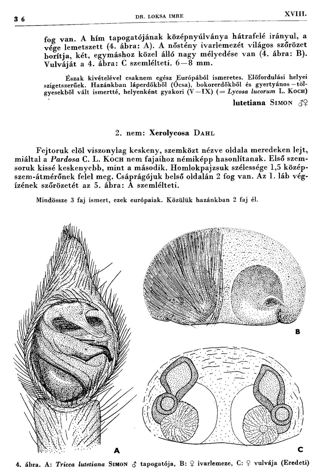 3 6 DR. LOKSA IMRE X V III. fog van. A hím tapogató ján ak középnyúlványa hátrafelé irányul, a vége lem etszett (4. ábra: A).