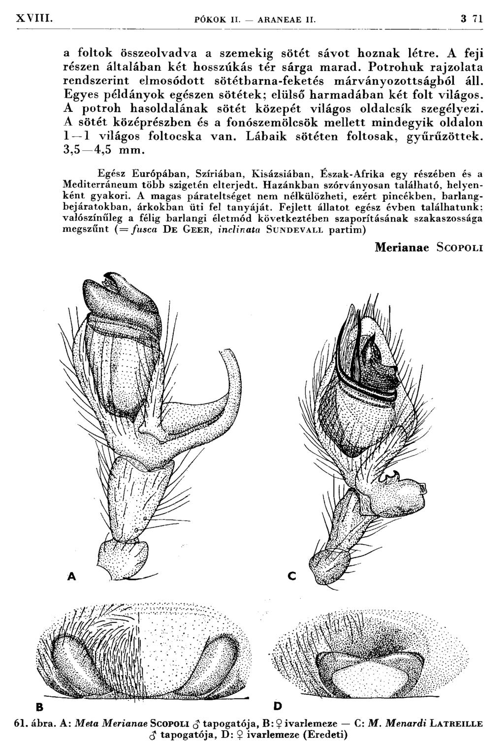 X V III. PÓKOK II. ARANEAE II. 3 71 a foltok összeolvadva a szemekig sötét sávot hoznak létre. A feji részen általában két hosszúkás té r sárga m arad.