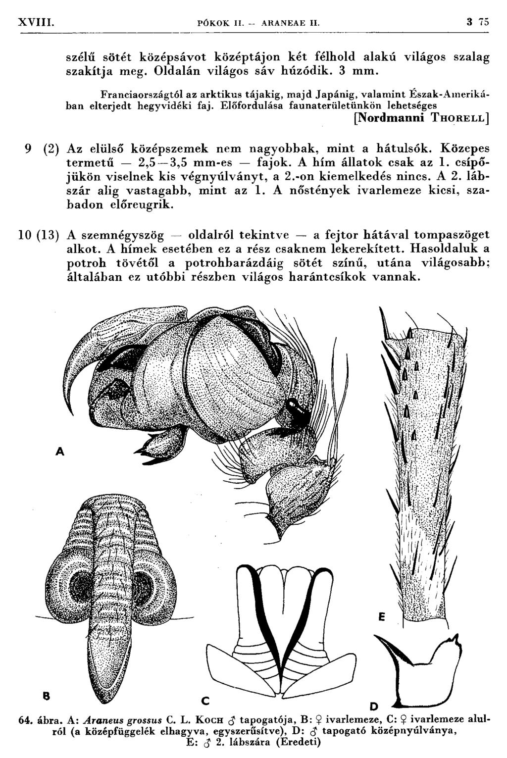 XVIII. PÓ K O K II. - ARANEA E II. 3 75 szélű sötét középsávot középtájon két félhold alakú világos szalag szak ítja meg. O ldalán világos sáv húzódik. 3 m m.