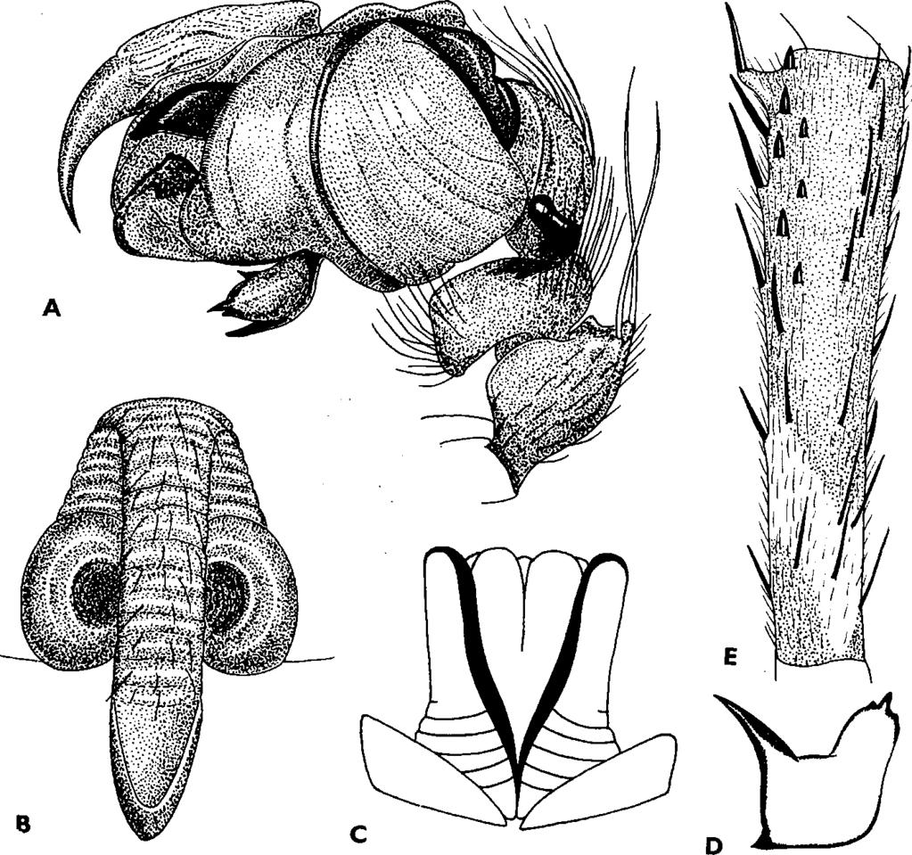 Előfordulása faunaterületünkön lehetséges [Nordmanni T h o r e l l ] 9 (2) Az elülső középszernek nem nagyobbak, m int a hátulsók. Közepes te rm e tű 2,5 3,5 m m-es fajok. A hím állato k csak az 1.