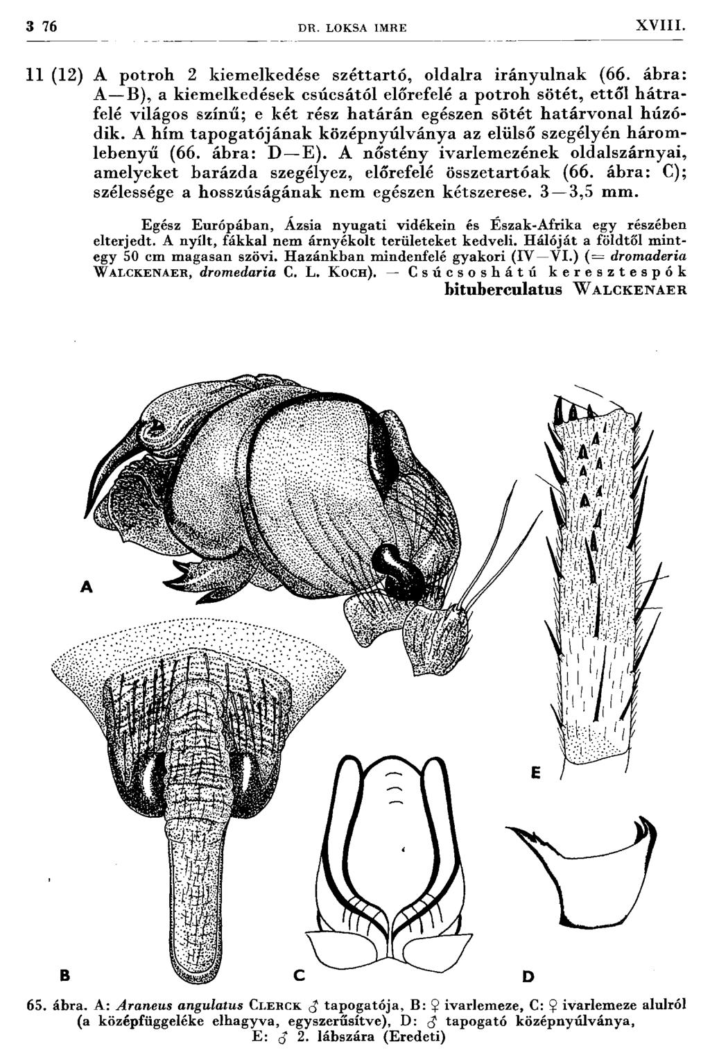 3 76 D R. LOKSA IM RE X V III. 11 (12) A potroh 2 kiem elkedése széttartó, oldalra irányulnak (66.