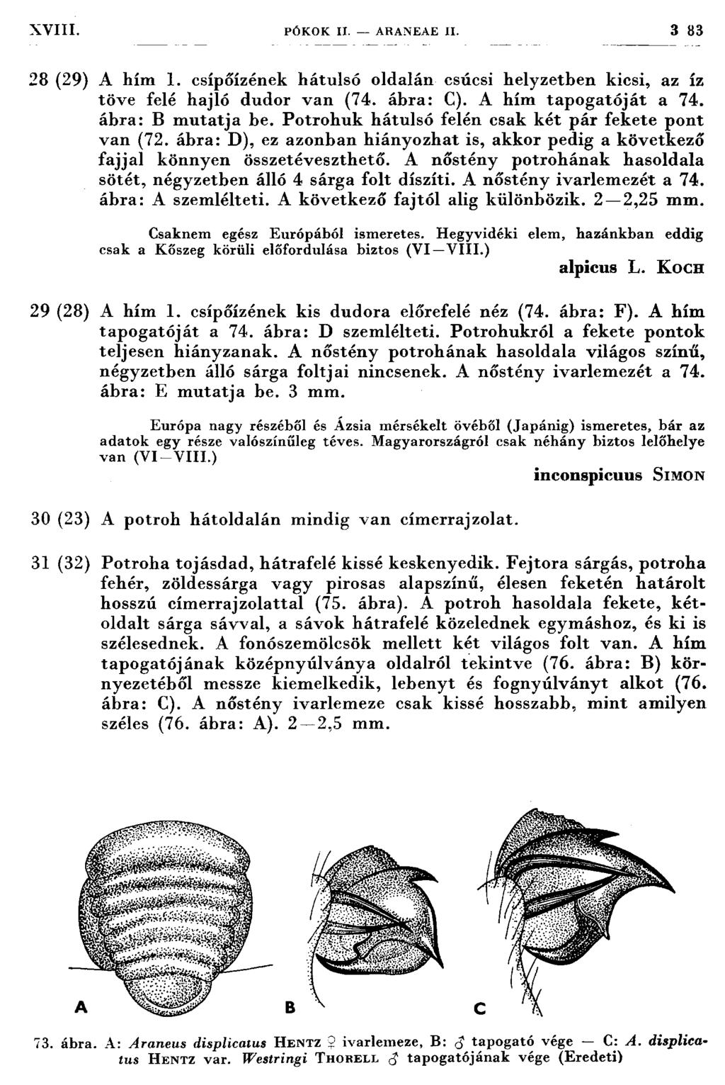 X V III. PÓKOK IX. ARANEAE II. 3 83 28 (29) A hím 1. csípőízének h átulsó oldalán csúcsi helyzetben kicsi, az íz töve felé hajló dudor van (74. ábra: C). A hím tap o g ató ját a 74.