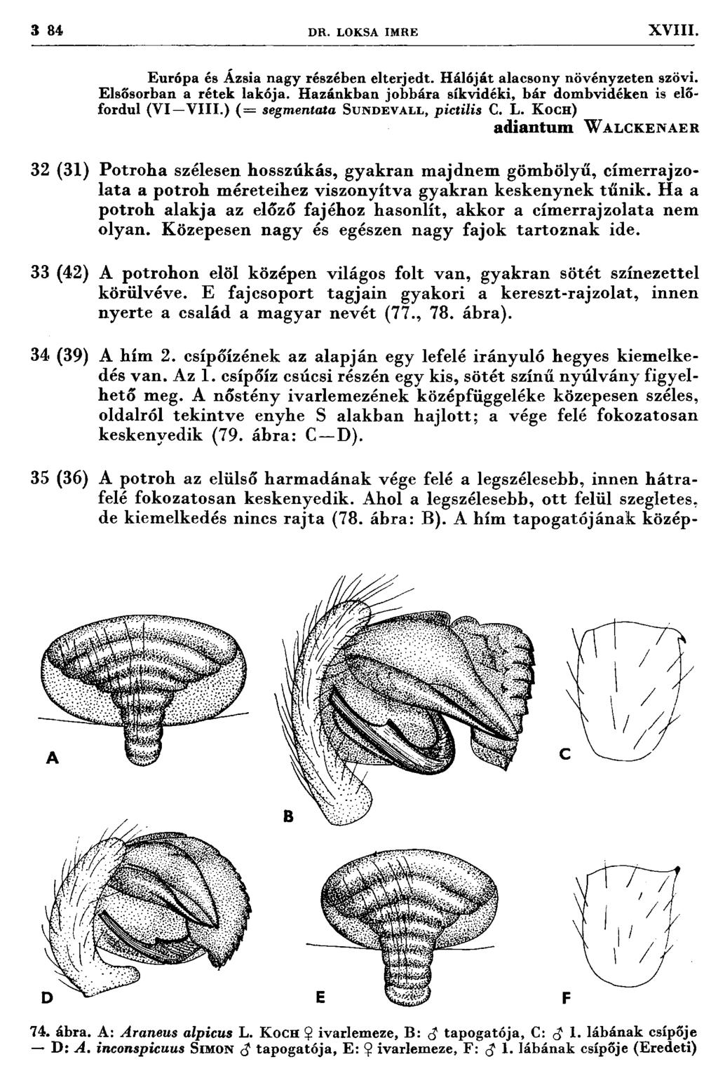 3 84 DR. LOKSA IM RE XVIII. Európa és Ázsia nagy részében elterjedt. H álóját alacsony növényzeten szövi. Elsősorban a rétek lakója.