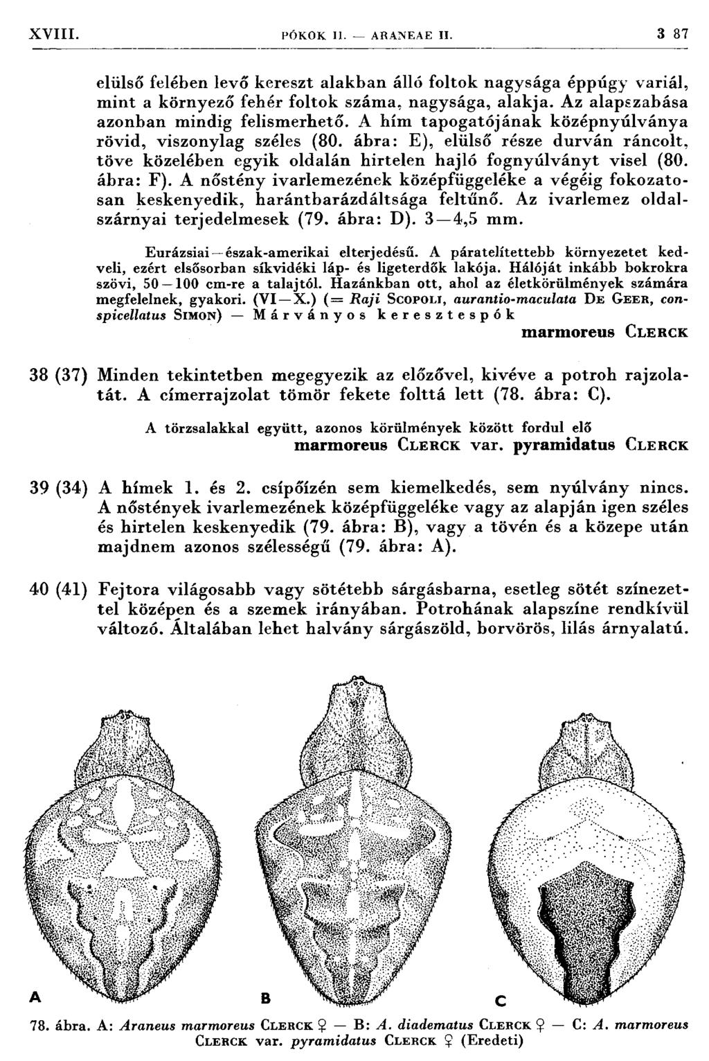 XVIII. PÓKOK II. ARANF.AE II. 3 87 elülső felében levő kereszt alakban álló foltok nagysága éppúgy variál, m int a környező fehér foltok szám a, nagysága, alakja.