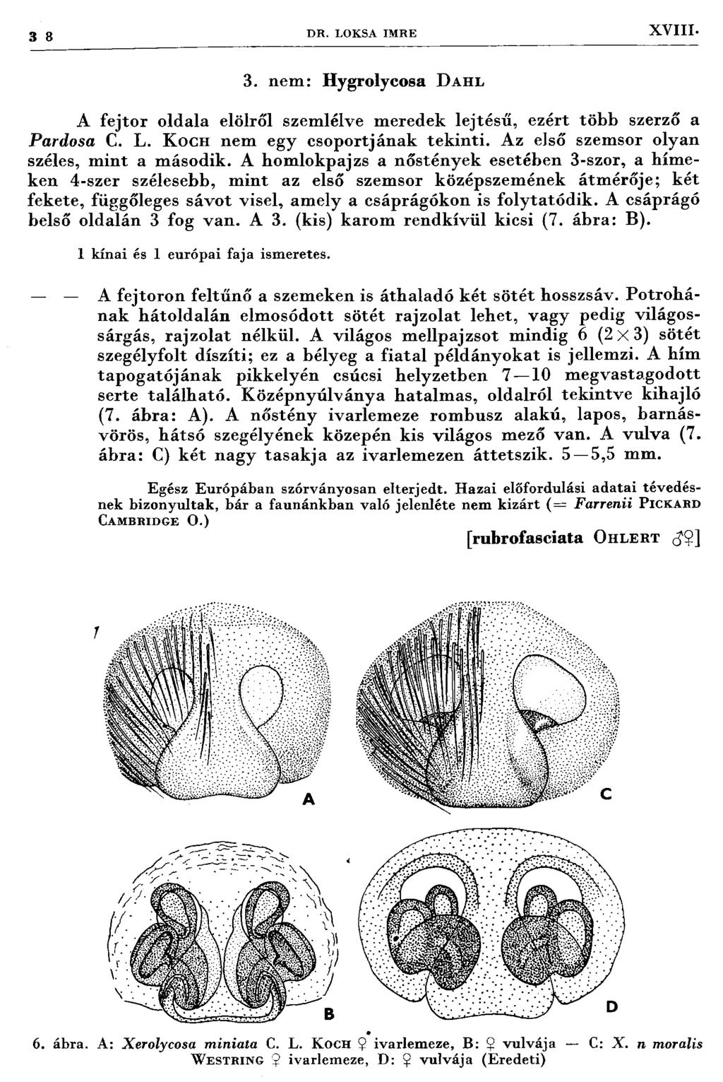3 8 D R. L0K SA IM RE XVIII. 3. n em : H ygrolycosa D a h l A fe jto r o ld ala elölről szem lélve m eredek le jté sű, ezért tö b b szerző a Pardosa C. L. K och nem egy cso p o rtjá n a k te k in ti.