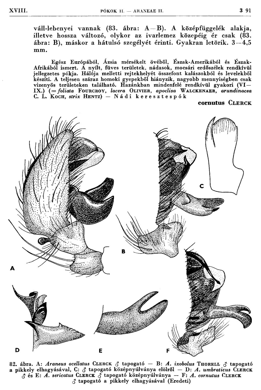 XVIII. PÓ K O K II. A KANEAE II. 3 91 váll-lebenyei vannak (83. ábra: A~ B). A középfüggelék alakja, illetve hossza változó, olykor az ivarlem ez közepéig ér csak (83.