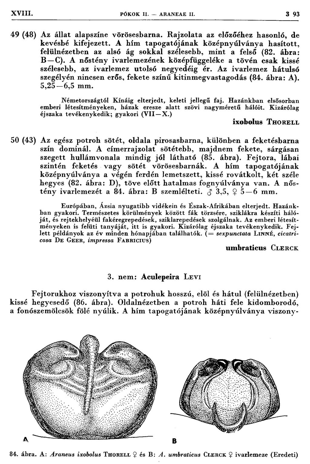 XVIII. PÓ K O K II. A RAN EA E II. 3 93 49 (48) Az állat alapszíne vörösesbarna. R ajzo lata az előzőéhez hasonló, de kevésbé kifejezett.