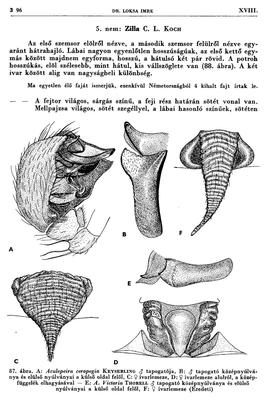 3 96 DR. LOKSA IM RE XVIII. 5. n em : Z illa C. L. K och Az első szem sor elölről nézve, a m ásodik szem sor felülről nézve egya rá n t h átra h a jlő.