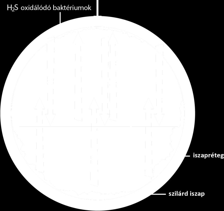 A kénvegyületeket a baktériumok kénsavvá dolgozzák fel, ami megtámadja és savas korróziónak, hosszabb idő elteltével pedig kiterjedt szulfátkorróziónak teszi ki a betont.