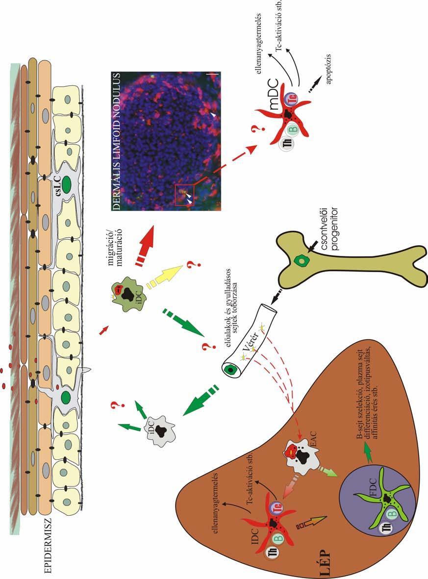 MEGBESZÉLÉS 19. kép A csirke dendritikus sejtek életciklusa. Az antigént/haptént felvevő cslc-k az aktivációt követően a környező dermális limfoid nodulusokba vándorolnak.