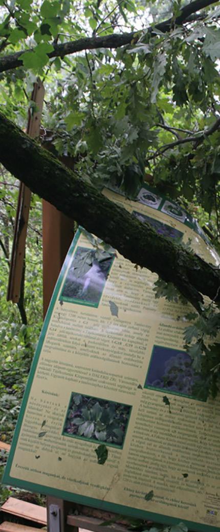 PL Idősek tisztelete Viharkár Városerdőn folytatás az 1. oldalról Ü kerestül kifordult fák is nagy számban és csak megtépázott koronájú egyedek is. A betegeskedő fák közül is sokan elpusztultak.
