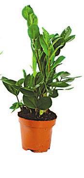 Zamioculcas*