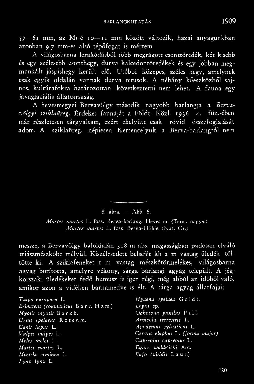 -ében már részletesen tárgyaltam, ezért ehelyütt csak rövid összefoglalását adom. A sziklaüreg, népiesen Kemencelyuk a Berva-barlangtól nem 8. ábra. Abb. 8. Martes martes L. foss. Berva=bariang.