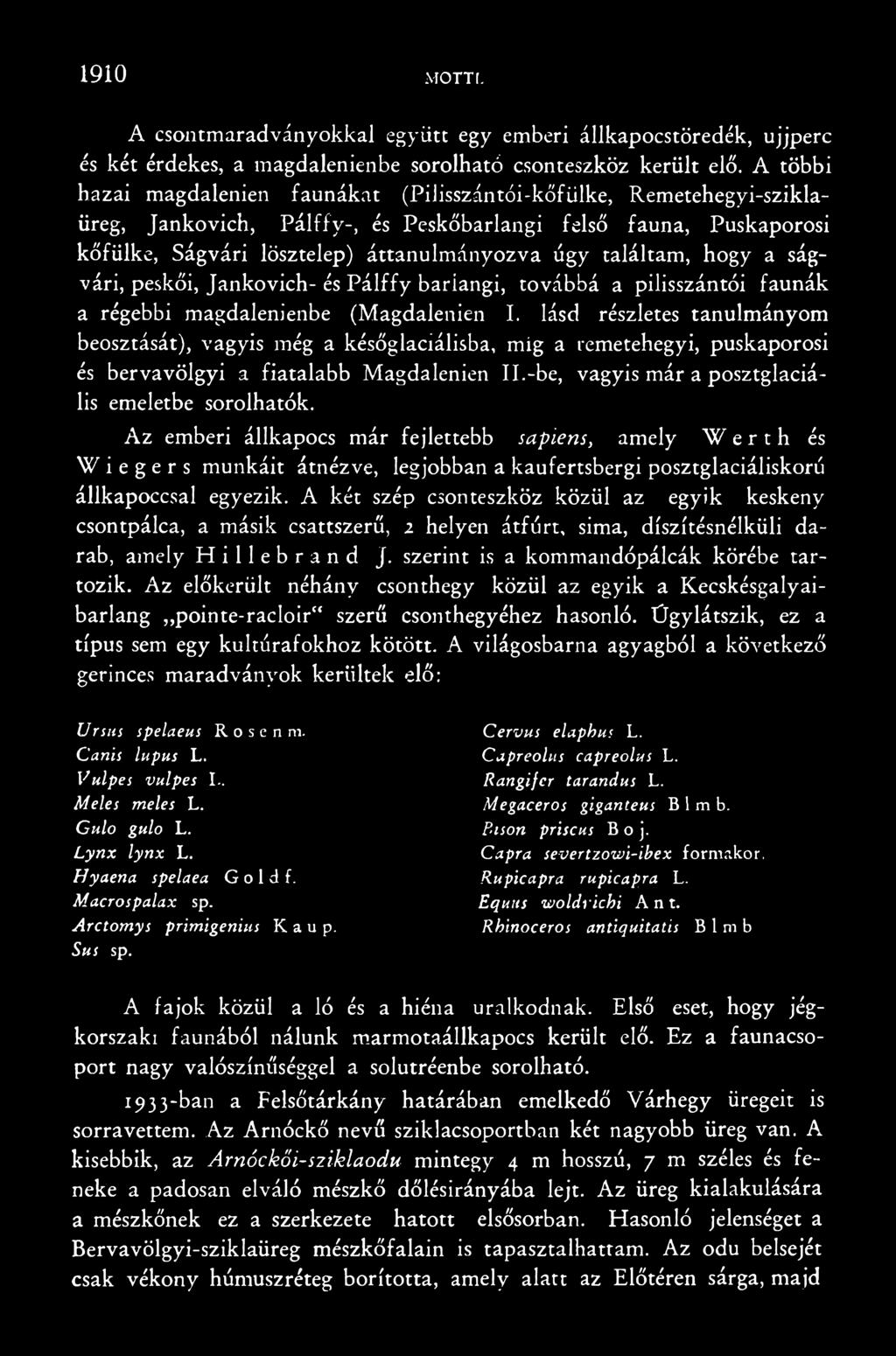 Az emberi állkapocs már fejlettebb sapiens, amely Werth és Wiegers munkáit átnézve, legjobban a kaufertsbergi posztglaciáliskorú állkapoccsal egyezik.