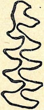 (vörös vércse) Pyrrhocorax pyrrhocorax L. (havasi csóka) Pica pica L. (szarka) Nictea ulula L. (karvalybagoly) Asio otus L. (erdei fülesbagoly) Turdus viscivorus L.