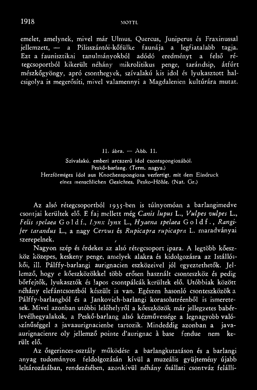 ) Az alsó rétegcsoportból 1935-ben is túlnyomóan a barlangimedve csontjai kerültek elő. E faj mellett még Canis lupus L., Vulpes vulpes L., Felis spelaea G o 1 d f., Lynx lynx L.