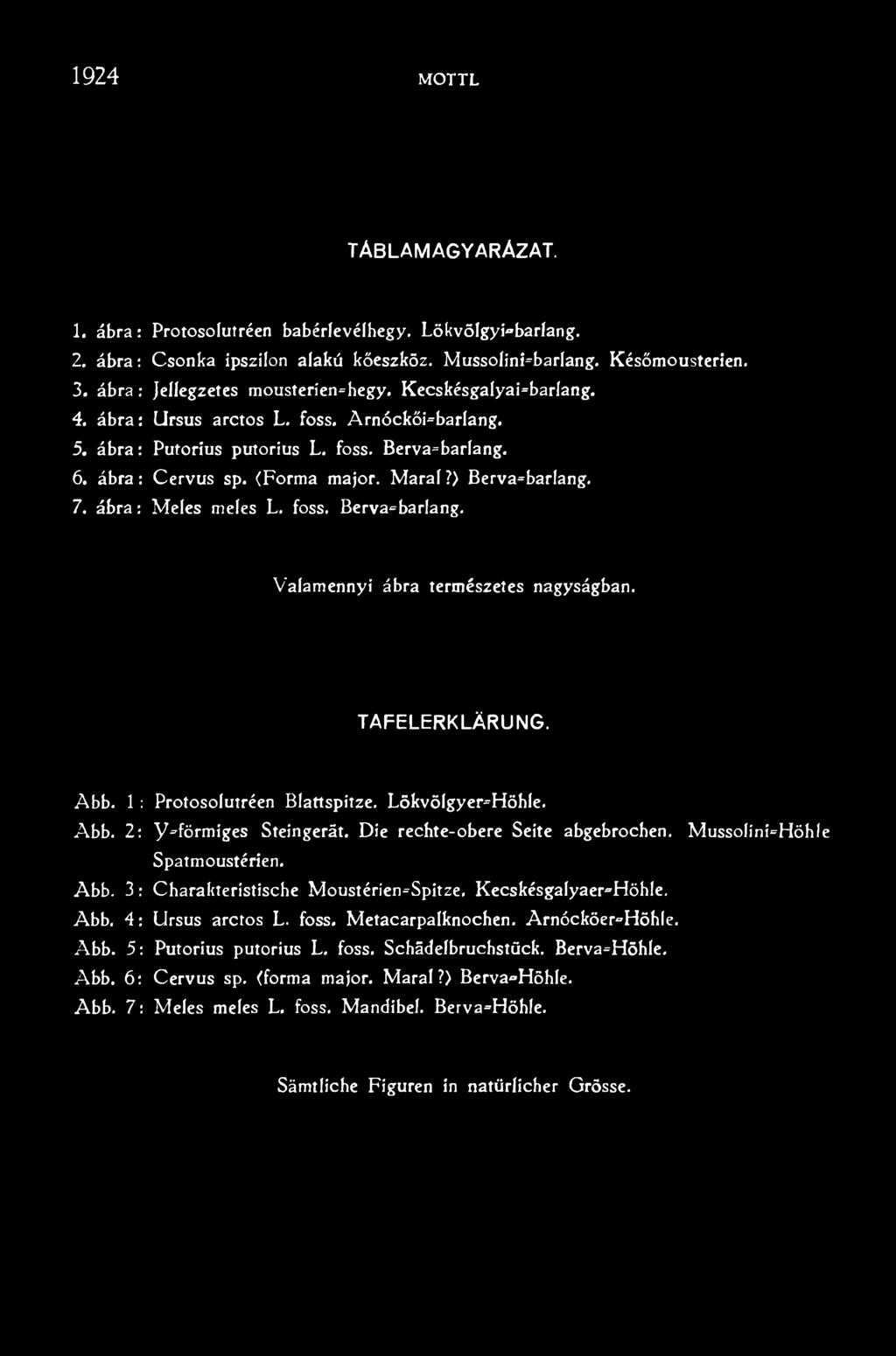 MussolinFHőhle Spatmoustérien. Charakteristische Moust érien»spitze, Kecskésgalyaer=Höhle. Ursus arctos L. foss. Metacarpalknochen. Arnócköer»Höh(e.