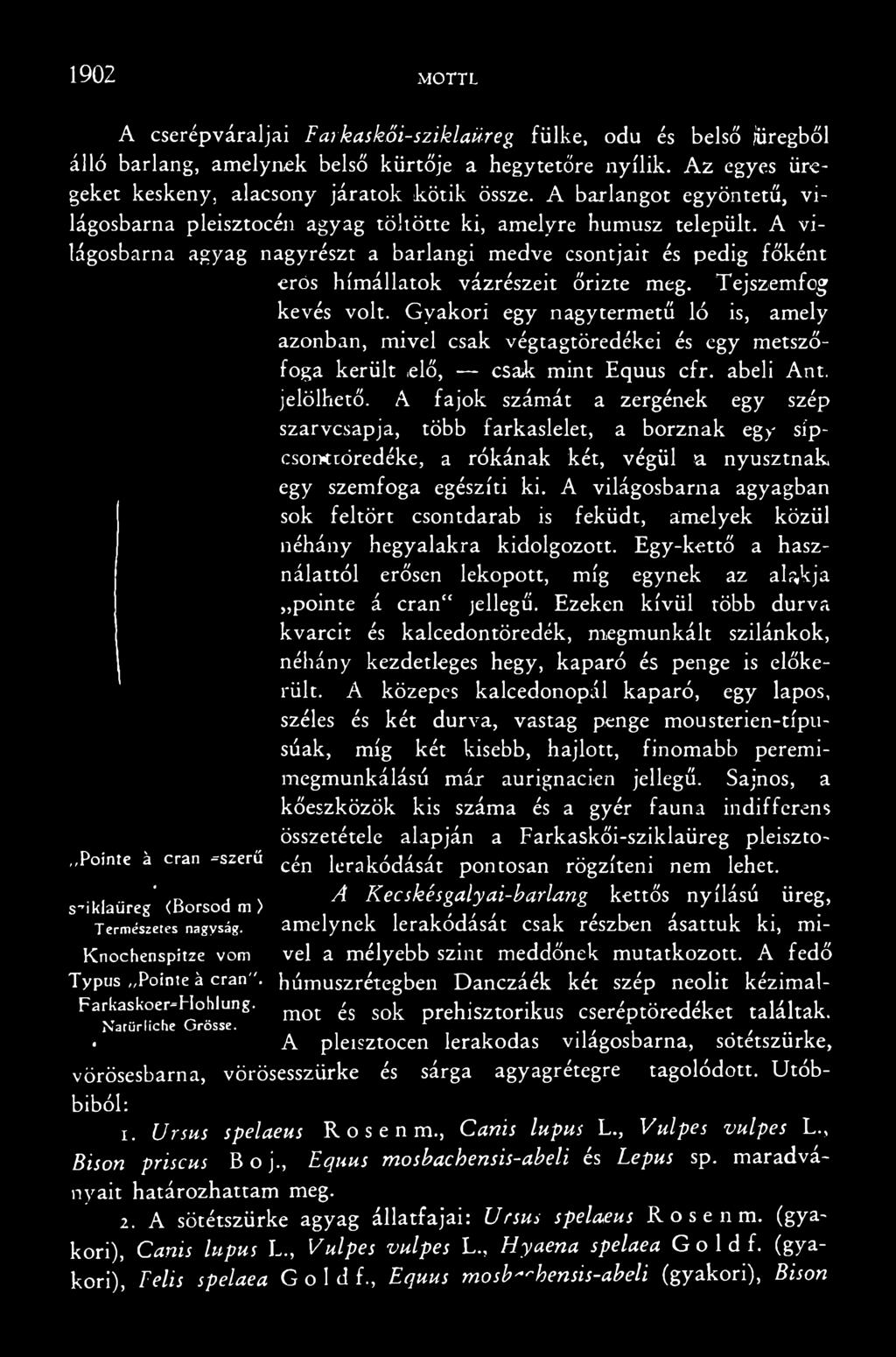 A fajok számát a zergének egy szép szarvcsapja, több farkaslelet, a borznak egy sipcsonttóredéke, a rókának két, végül a nyusztnak egy szemfoga egészíti ki.