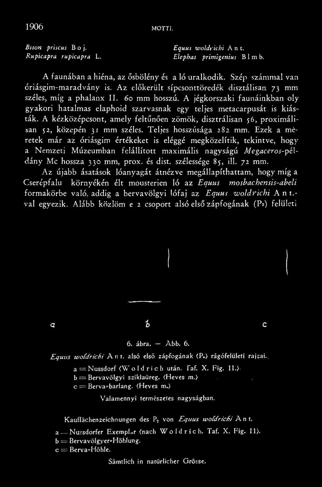 Ezek a méretek már az óriásgim értékeket is eléggé megközelítik, tekintve, hogy a Nemzeti Múzeumban felállított maximális nagyságú Megaceros-példány Mc hossza 33b mm, prox. és dist.