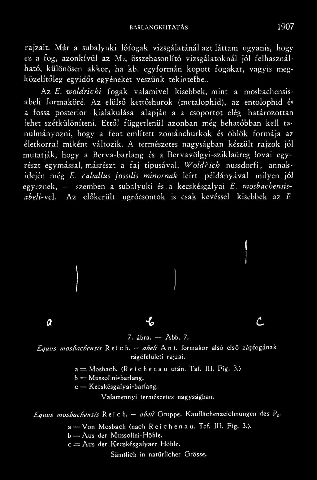 Ettől függetlenül azonban még behatóbban kell tanulmányozni,. hogy a fent említett zománchurkok és öblök formája az életkorral miként változik.