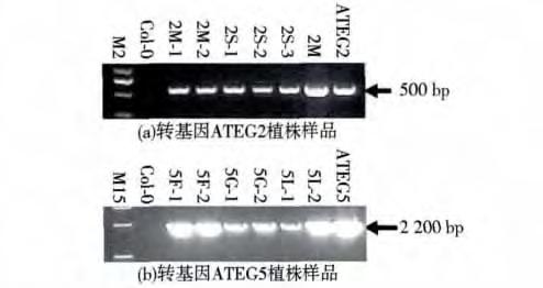 270 ( ) 2014 M2:DNA Marker2000;M15:DNA Marker15000; 2M:ATEG2 (T2)DNA PCR ;ATEG2 ATEG5: ATEG2 ATEG5 DB31 PCR,23 3d,