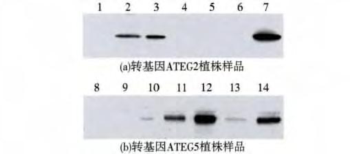 PCRidentificationof transgenicathalianaseedlings ATEG-2(T 3 )2M-1 2M-2 2M,2S-1 2S-2 2S-3 ( )(4(a)), ATEG-2M-2 ; ATEG-5(T