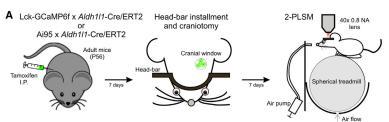 calmodulin, and M13, a peptide