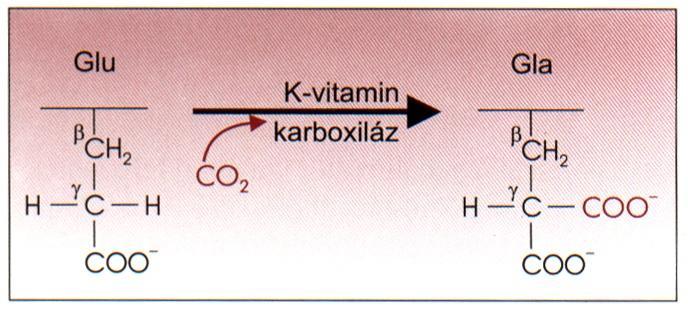 A véralvadás aktiválásában és korlátozásában szereplő fehérjék egy része K-vitamin dependens fehérje!