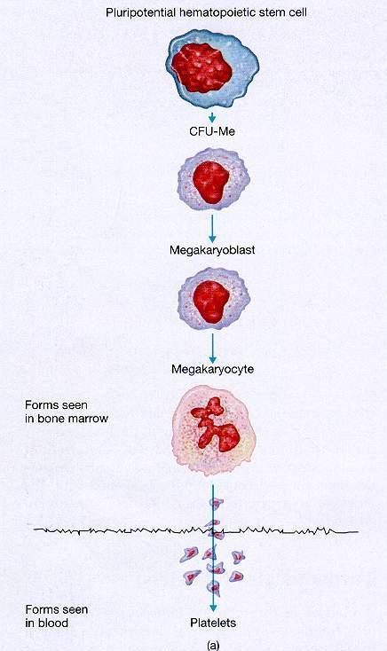 Pluripotens őssejt (myeloid sejtvonal)