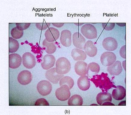 Unit-Megakaryocytes thrombopoietin